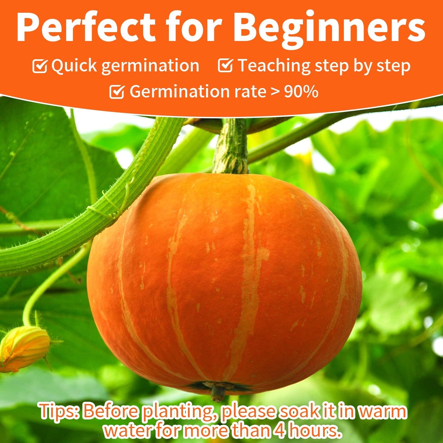 10 Variety Mix Pumpkin Seeds for Planting - 100 Heirloom Seeds, Baby Boo, Blue Jarrahdale, Jack Be Little, Jack O Lantern, Sugar Pie, Yellow Paris for Summer & Fall, Non GMO Pumpkin Seed