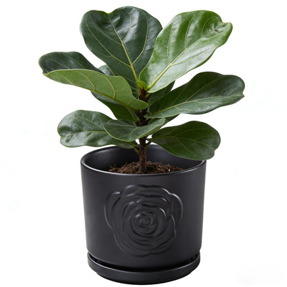Ekirlin 7 inch Plant Pots,Ceramic Rose Flower Planters Indoor,Modern Succulents Containers with Drain Hole Saucer,Weatherproof Pot for Decorate Home,Office & Outdoor (Black)