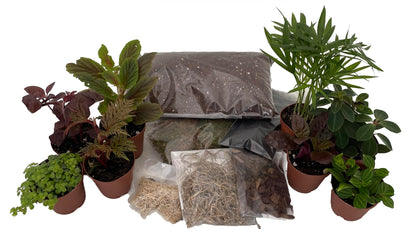 Hirt's Terrarium Kit with 8 Terrarium Plants in 2" Pots