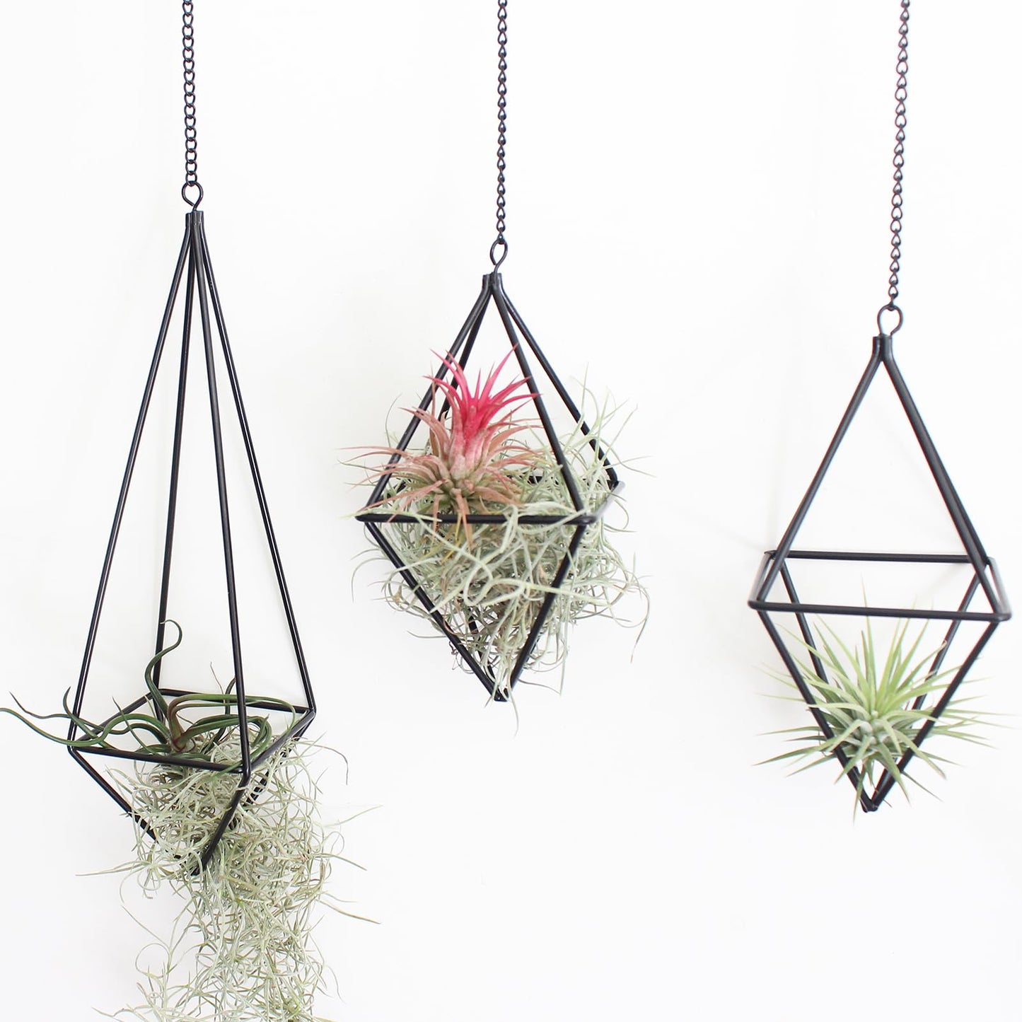 libproqia 4 Pcs Hanging Air Plants Holders Black Himmeli Large Geometric Tillandsia Air Plant Planter Hangers Airplants Display Wire Frame with Chains Wall Metal 2 Size