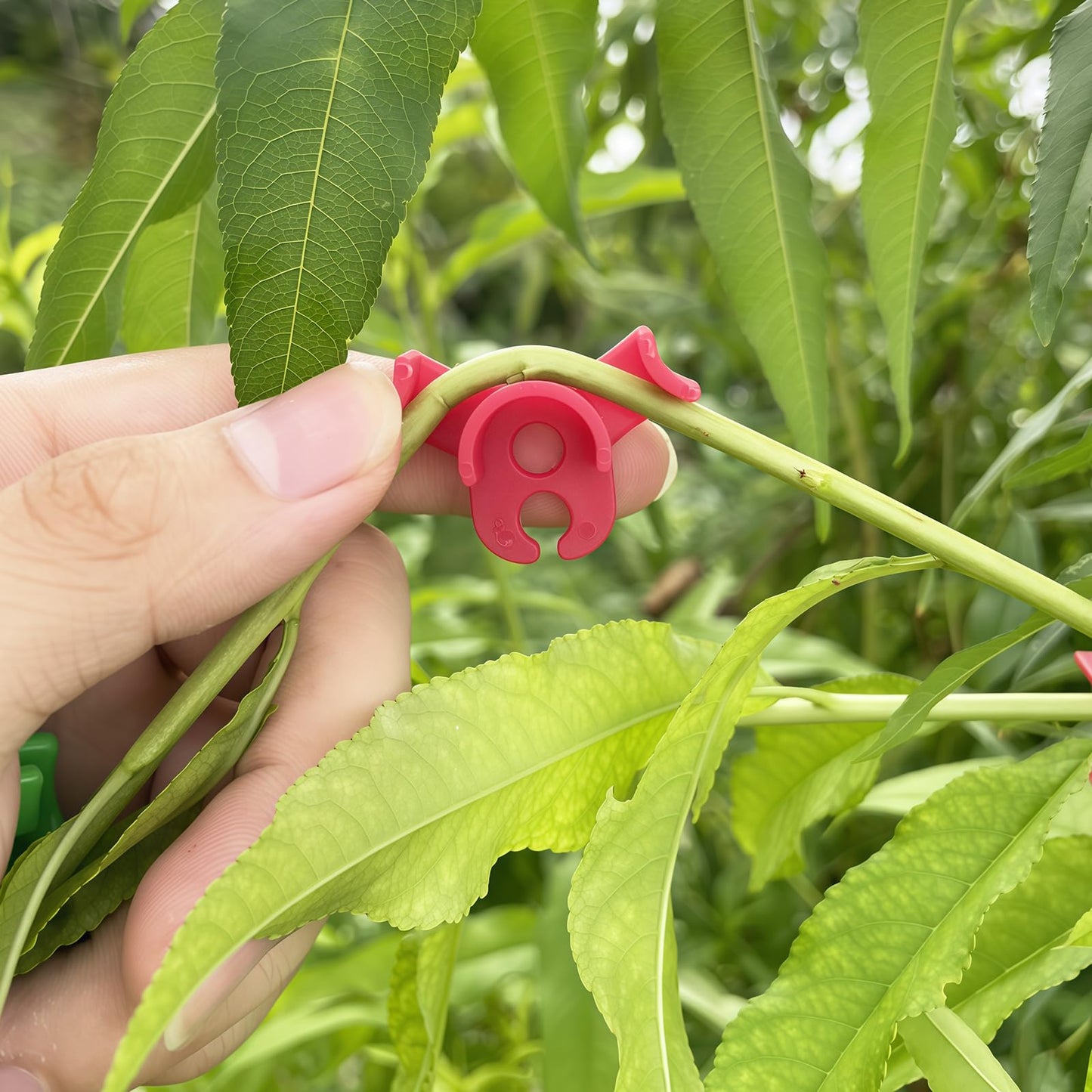 120Pcs Plant Training Clips, Lst Clips for Low Stress Training Plant Stem Support, 90 Degree Angle Plant Clips， Plant Climbing Wall Clips for Plant Gardening Trellis Growth