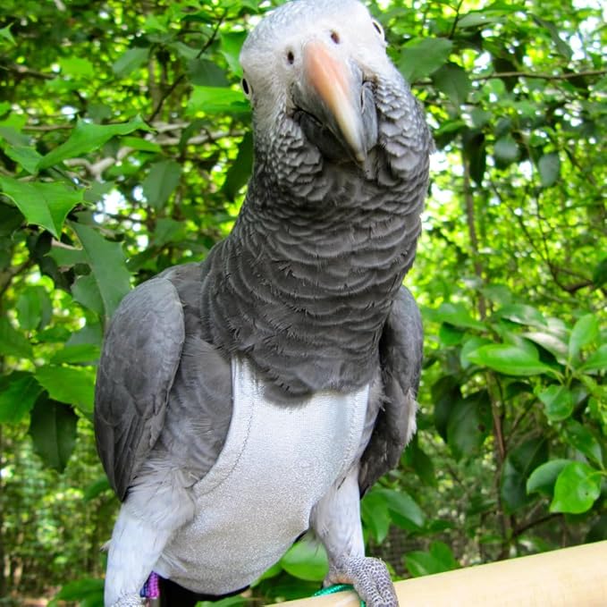Avian Fashions FeatherWear FlightSuit X-Wide Plus(10) Bird Diaper in Grey