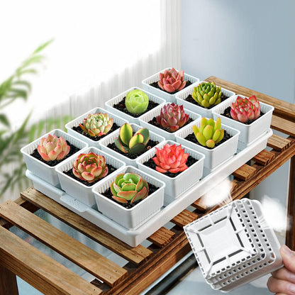 Meshpot Succulent Pots, 12Pcs 2.8 Inch Planters with 14 x 9.4 Inch Tray, Plastic Cactus Pot with Drainage, Square Seedlings Pot Match Long Rectangular Tray