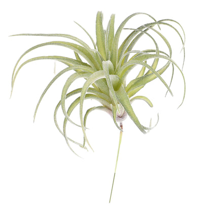 DECHOUS 1pc Artificial Air Plants Artificial Terrarium Plants Large Air Faux Flocked Tillandsia Photo Props Plant Glass Container Hanging Decor Pineapple Household
