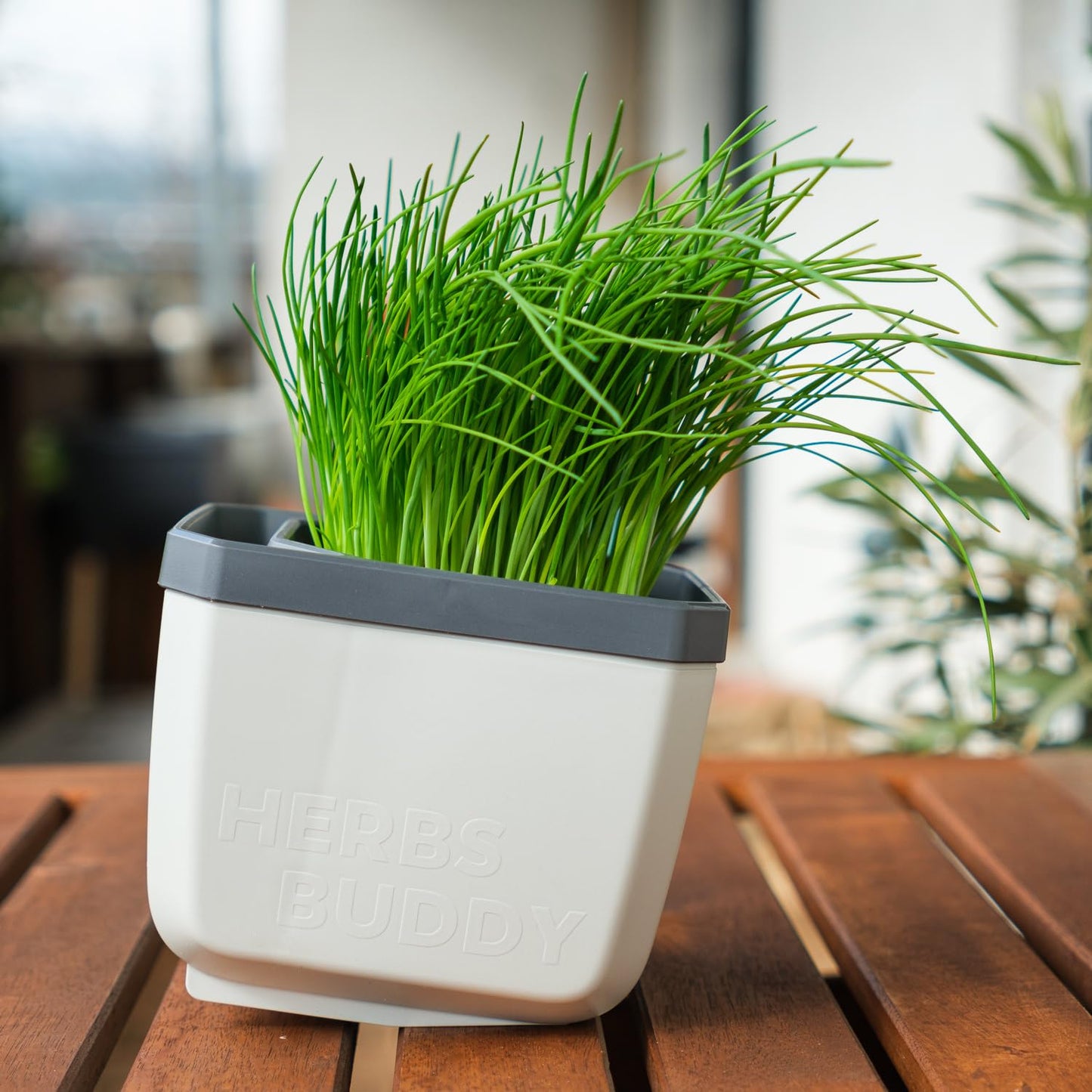 BUZZY Seeds Herb Buddy Self-Watering Herb Planter with Water Level Indicator – Indoor Kitchen & Windowsill Planter (Grey)