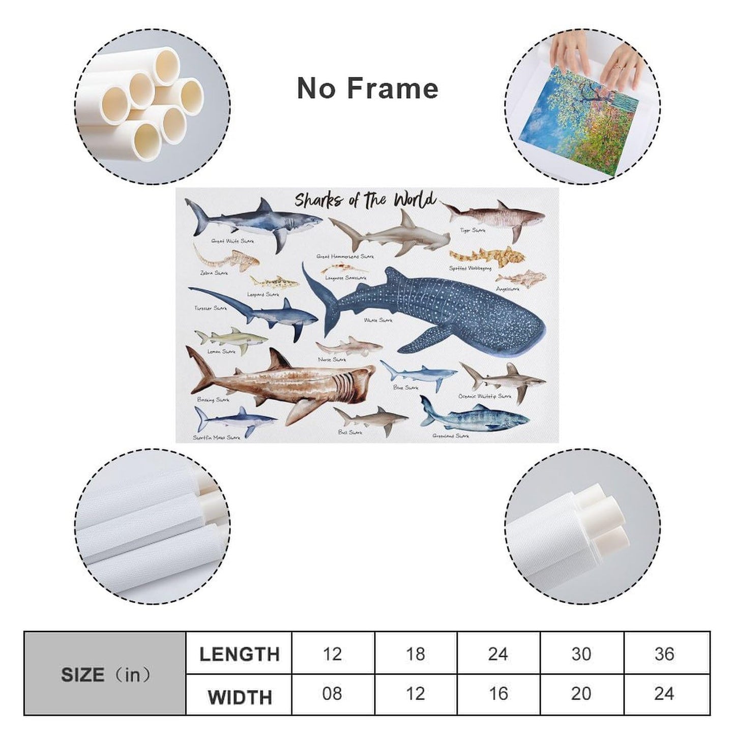 CZOURPVU Types of Shark Poster Shark Educational Chart Poster16x24inch(40x60cm)