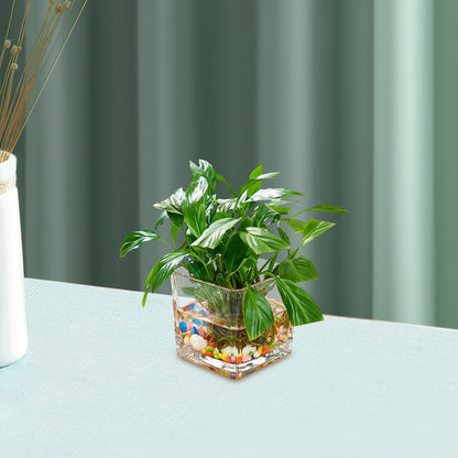 INOOMP Square Glass Hydroponic Vase 10x10cm Thick Cube Flower Vase for Home Desk Decor, Glass Plant Terrarium Bottle for Modern Indoor Gardening