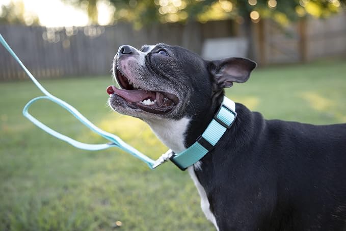Country Brook Petz - Everyday Nylon Dog Collar and Leash - 10+ Cool Colors (3/4 Inch, Medium, Light Cyan)