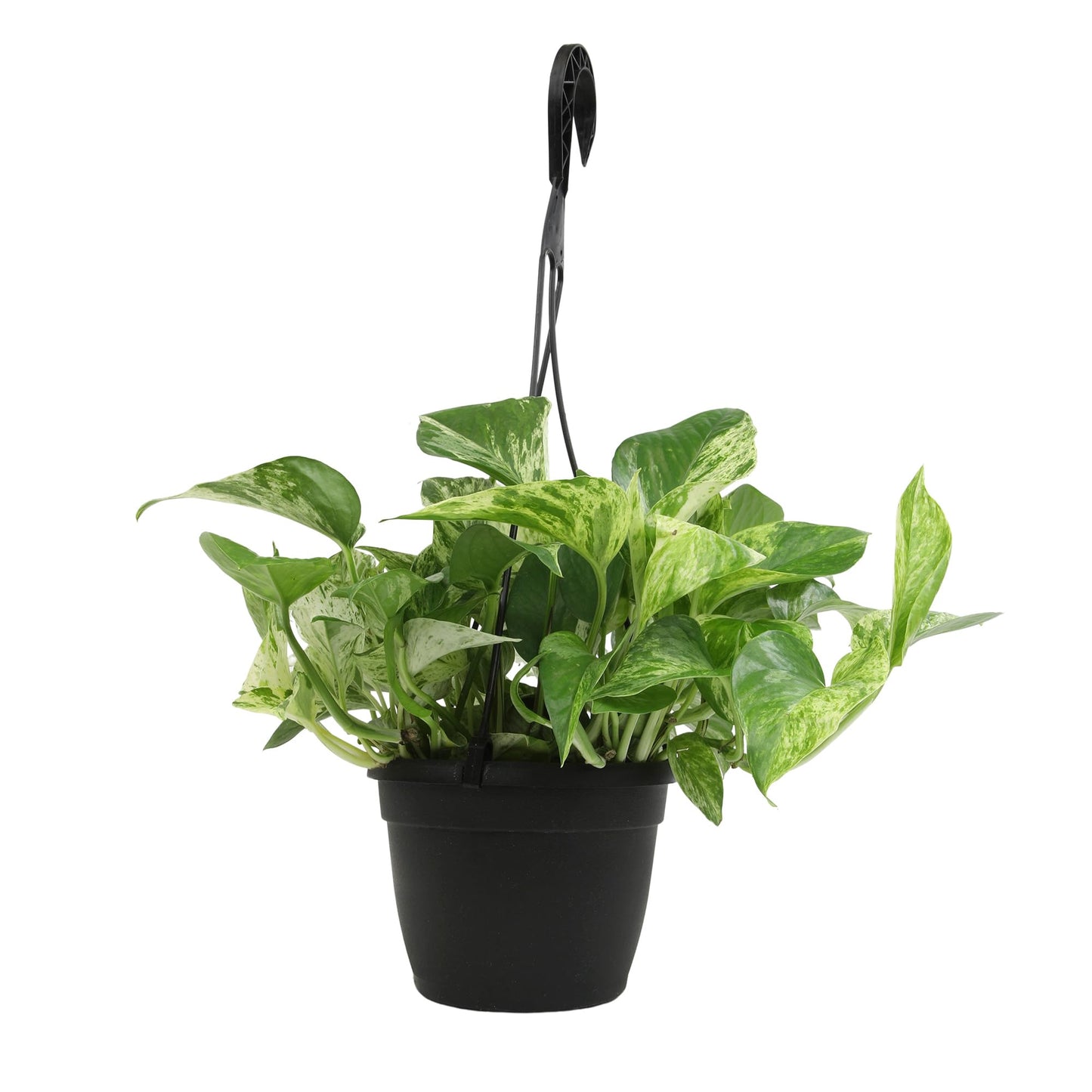 Variegated Marble Queen Pothos in 6" Hanging Basket with Detachable Hook, Live Plant Decor, Real Houseplant for Home or Office, Real Easy to Grow Houseplants by Plants for Pets