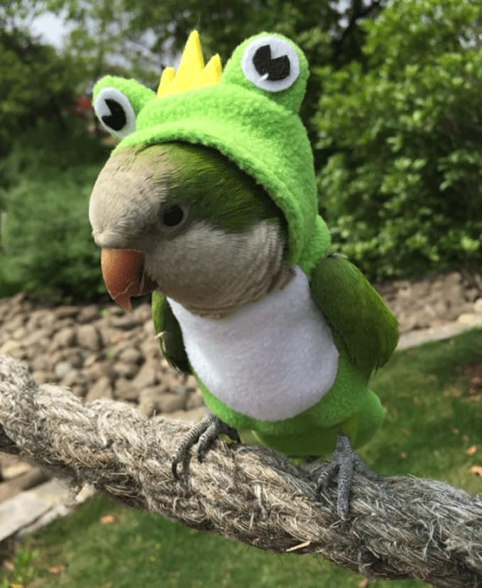 Bird Costume Bird Diaper Flight Suit Frog Shape Hoodie Bird Clothes Cosplay Photo Prop for Parrots Parakeet Cockatiel Sun Conure, Bird Hoodie Small Animals Apparel (Pink with Diaper, Small)
