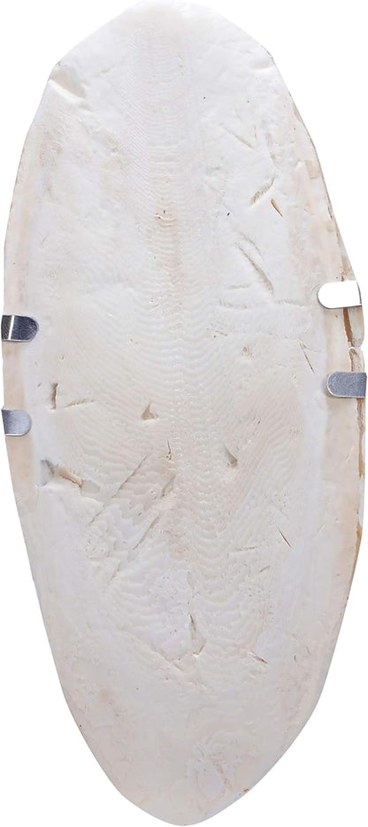 Wild Harvest Cuttlebone for All Birds