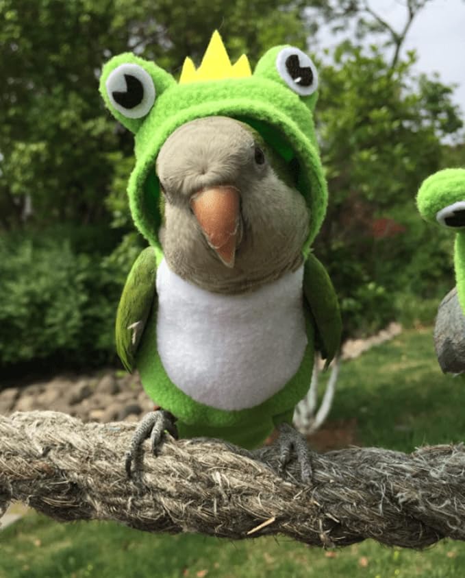 Bird Costume Diaper Flight Suit Frog Shape Hoodie Clothes Cosplay Photo Prop for Parrots Parakeet Cockatiel Sun Conure, Small Animals Apparel (Pink with Diaper, Medium), Green (BPF1)