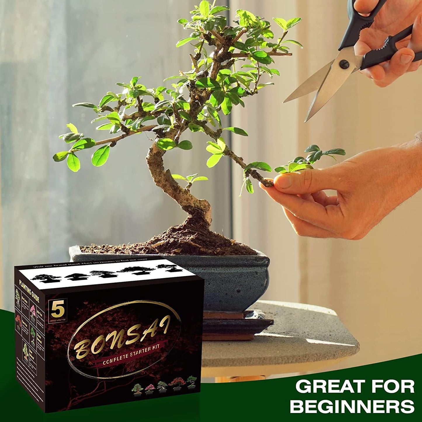 Meekear Bonsai Tree Kit with Complete Plant Growing Tools, Grow in Pot Indoor Bonsai Tree Starter Kit, Home Gardening DIY Gift for Adult