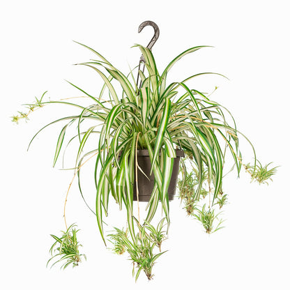 Perfect Plants Spider Plant in 8in. Hanging Basket | Live Houseplant for Indoor Growing | Easy to Care for & Keep Alive | Beautiful Green & White Variegated Leaves
