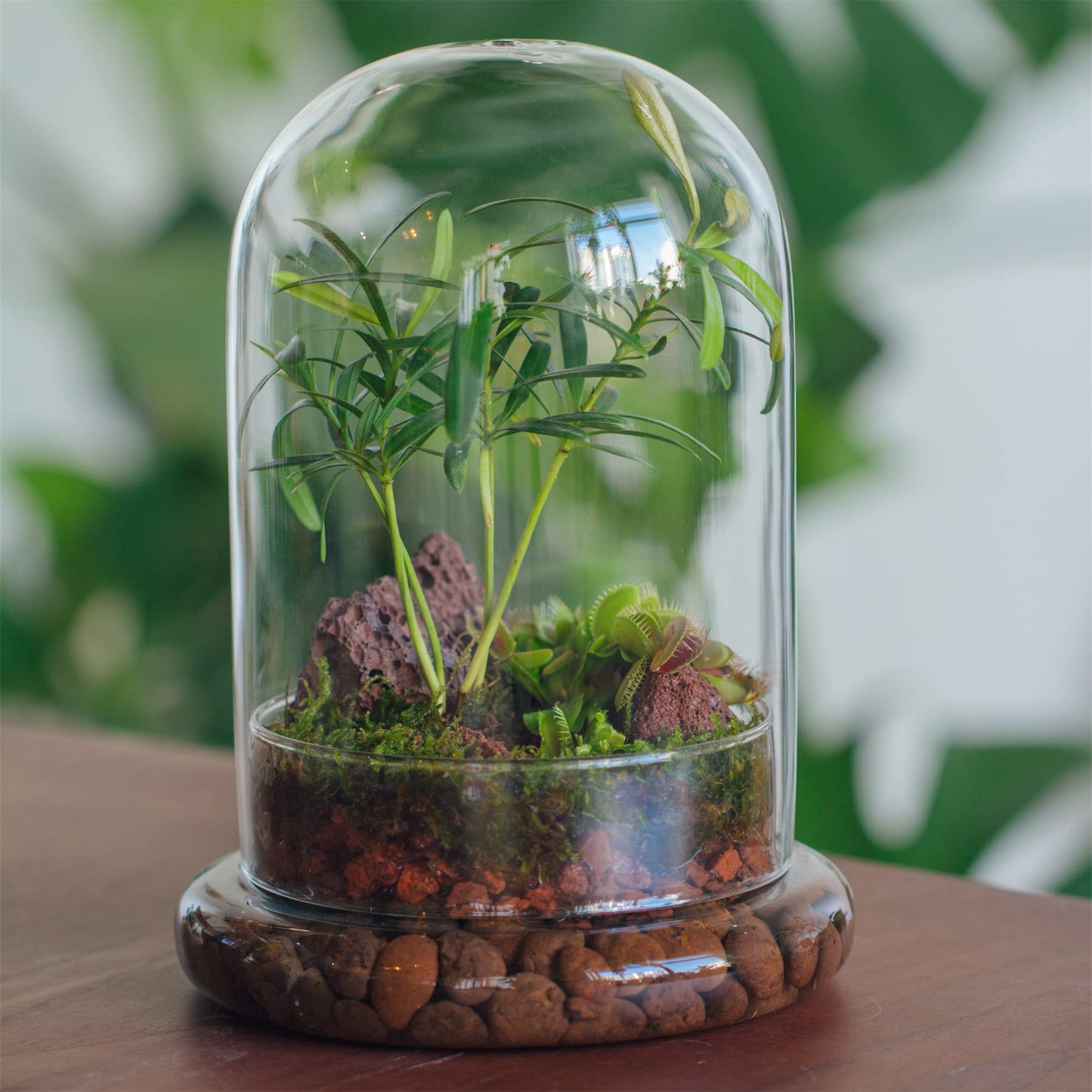 NCYP Glass Cloche Dome with Air Hole and Base, 5.9 x 5.9 x 8.2 Inches, Clear Terrarium Planter for Venus Flytrap, Small Plants, Home Indoor Tabletop Decoration (No Plants)