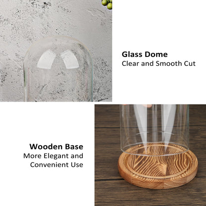 JUXYES Glass Display Dome Cloche with Solid Wood Base, Clear Dome Bell Terrarium Jar Glass Cloche Bell Jar Display for Plants, Collectibles and Figurines