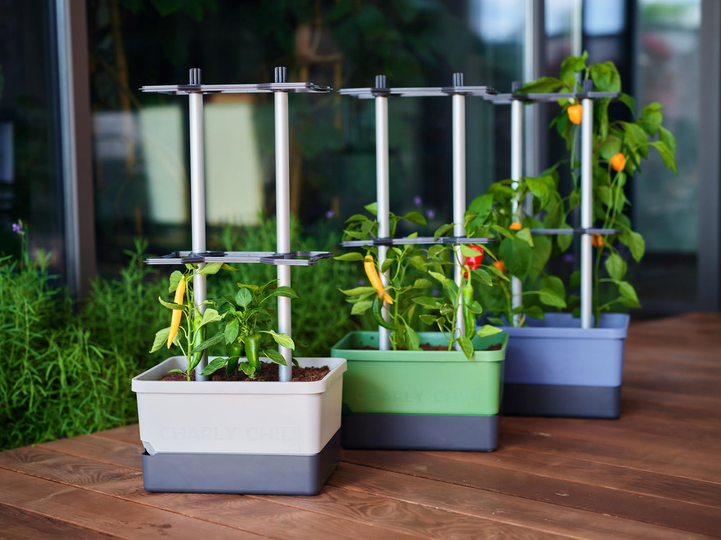 BUZZY Seeds Charly Chili Self-Watering Planter with Vertical Trellis – 1.2 Gal Reservoir, Large Capacity Planter for Chili Peppers, Bell Peppers & Eggplants (Blue)
