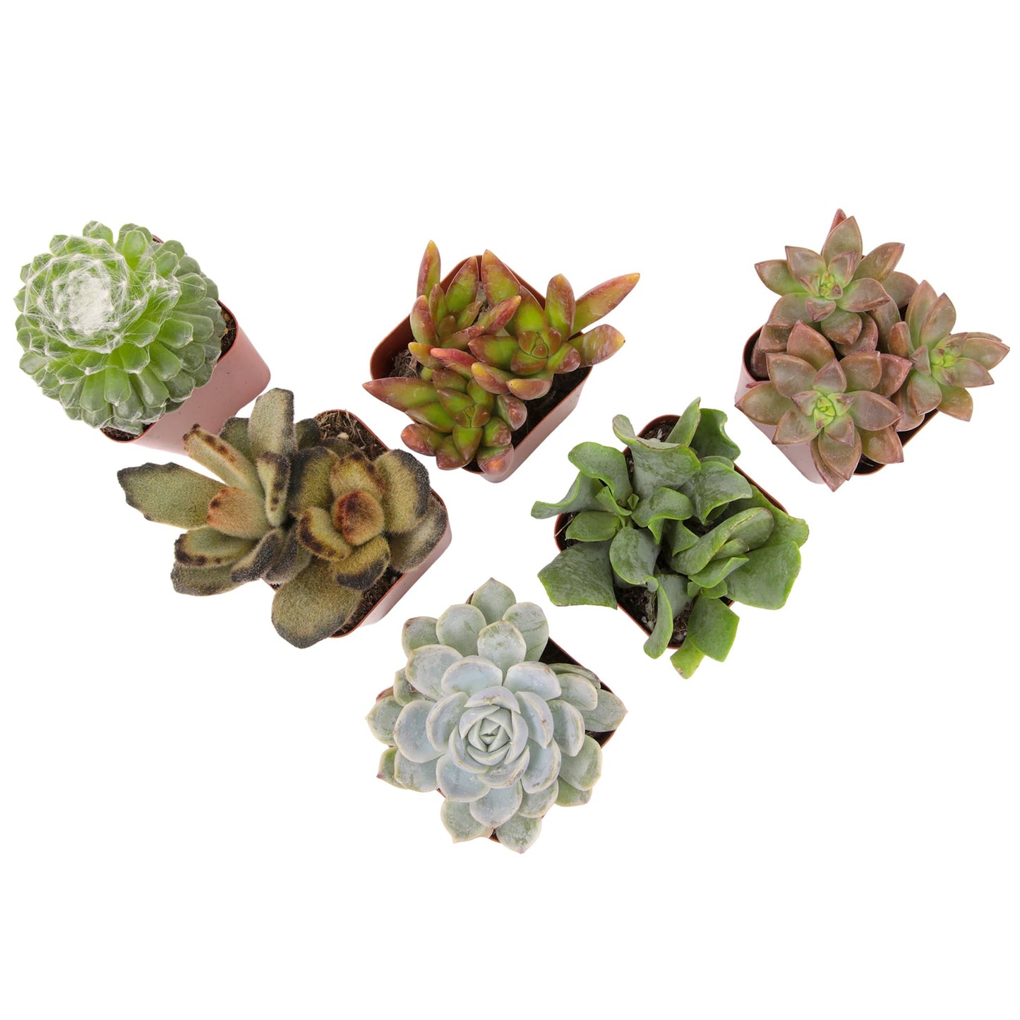 Succulents Plants Live (6PK) Potted Succulent Plants Live House Plants, Cactus Plants Live Plants Indoor Plants Live Houseplants, Indoor Plant Succulents Live Plant House Plant by Plants for Pets