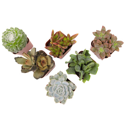 Succulents Plants Live (6PK) Potted Succulent Plants Live House Plants, Cactus Plants Live Plants Indoor Plants Live Houseplants, Indoor Plant Succulents Live Plant House Plant by Plants for Pets