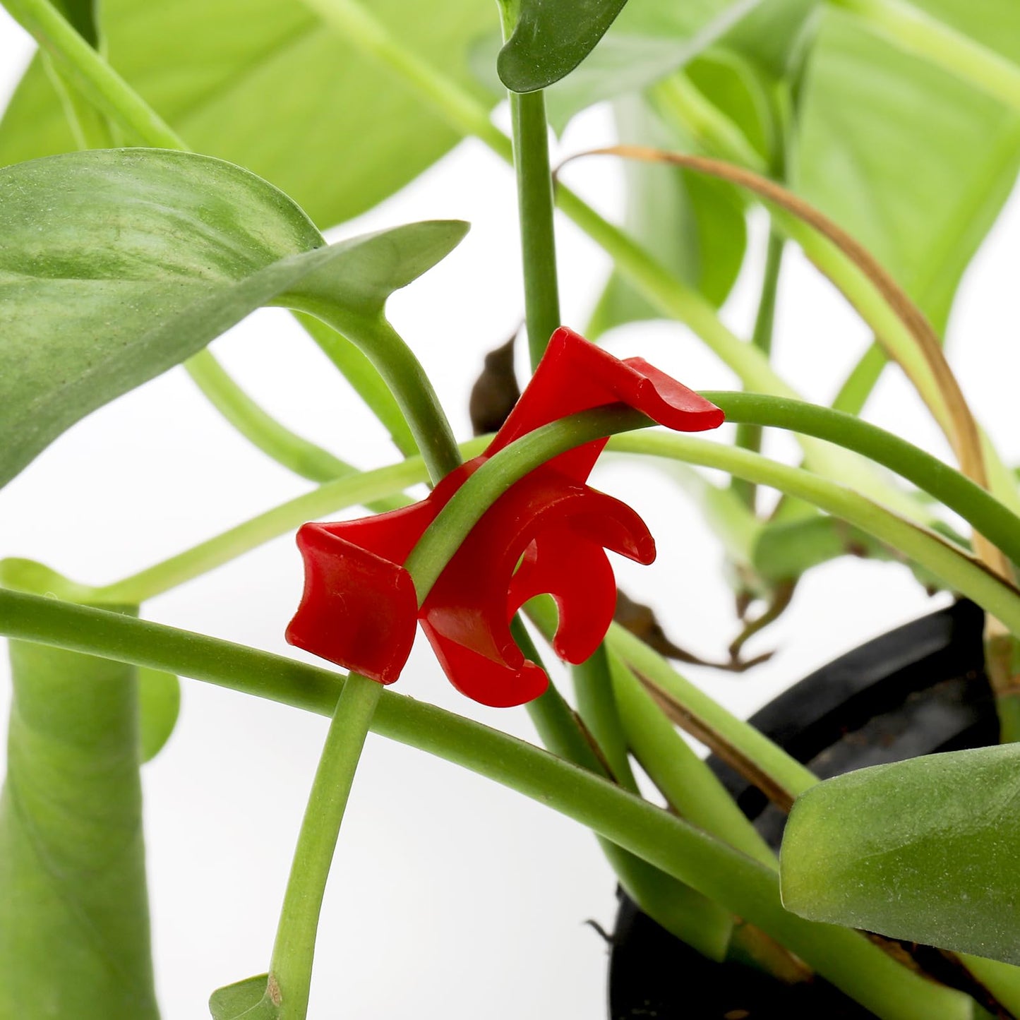 Goaste 100 Pack Plant Training Clips, 90 Degrees Plant Stem Bender, Low Stress Plant Branch Trainer Clips for Flowers, Vegetables, Plant Gardening (Circle Style,Red)