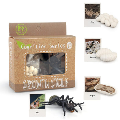 MIKNEKE Montessori Life Cycle Animal Figures with Flash Cards, Realistic Animal Figurines Toy, Educational Matching Game for 3+ Year Old Toddlers Kids (Ant)