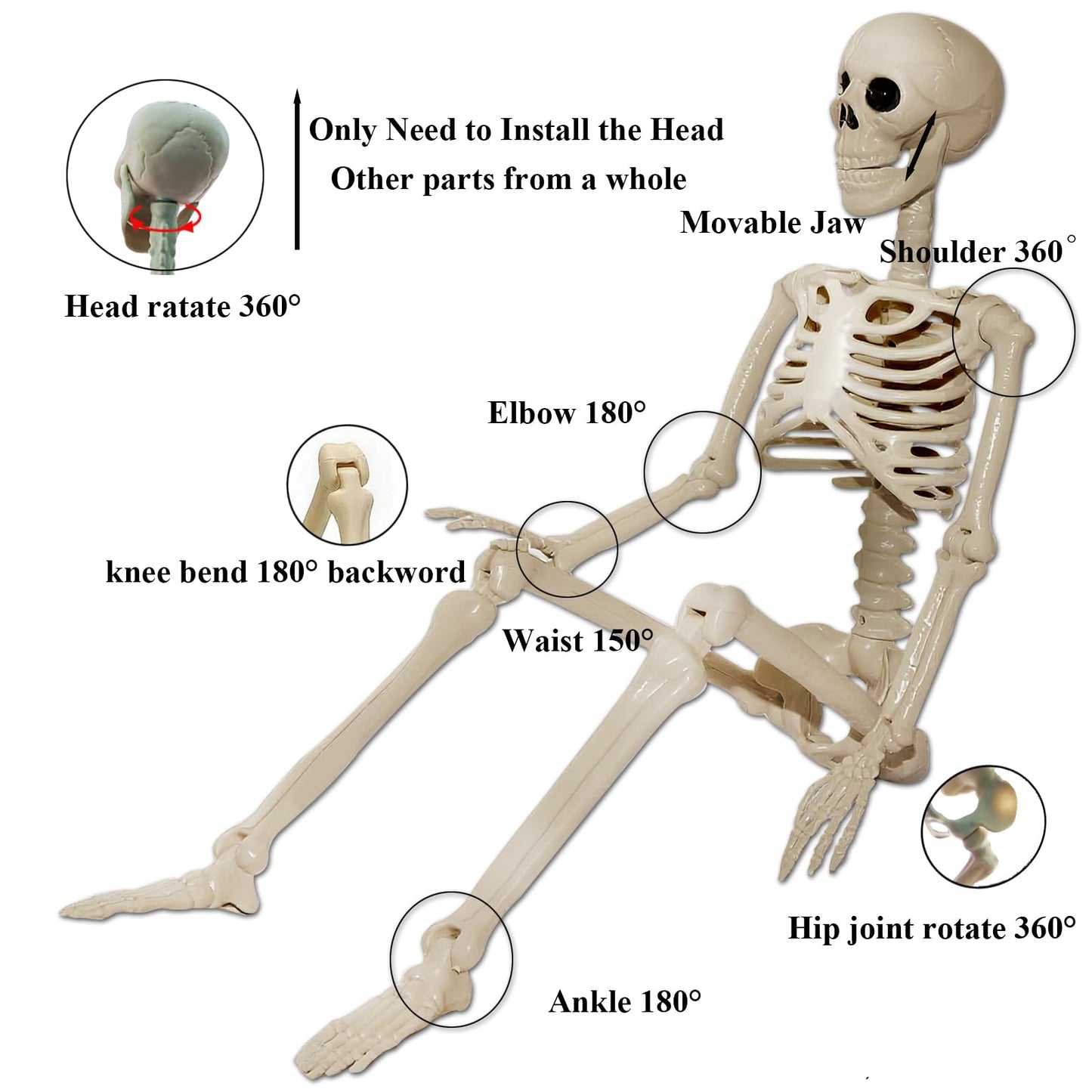 Skeleton Halloween Decorations Outdoor Indoor - 2Pcs 36" 1Pcs 16" Posable Plastic Skeleton, Movable Joints Full Body Bones,Funny Halloween Decor for Party,Porch,Haunted House,Yard, Garden,Graveyard