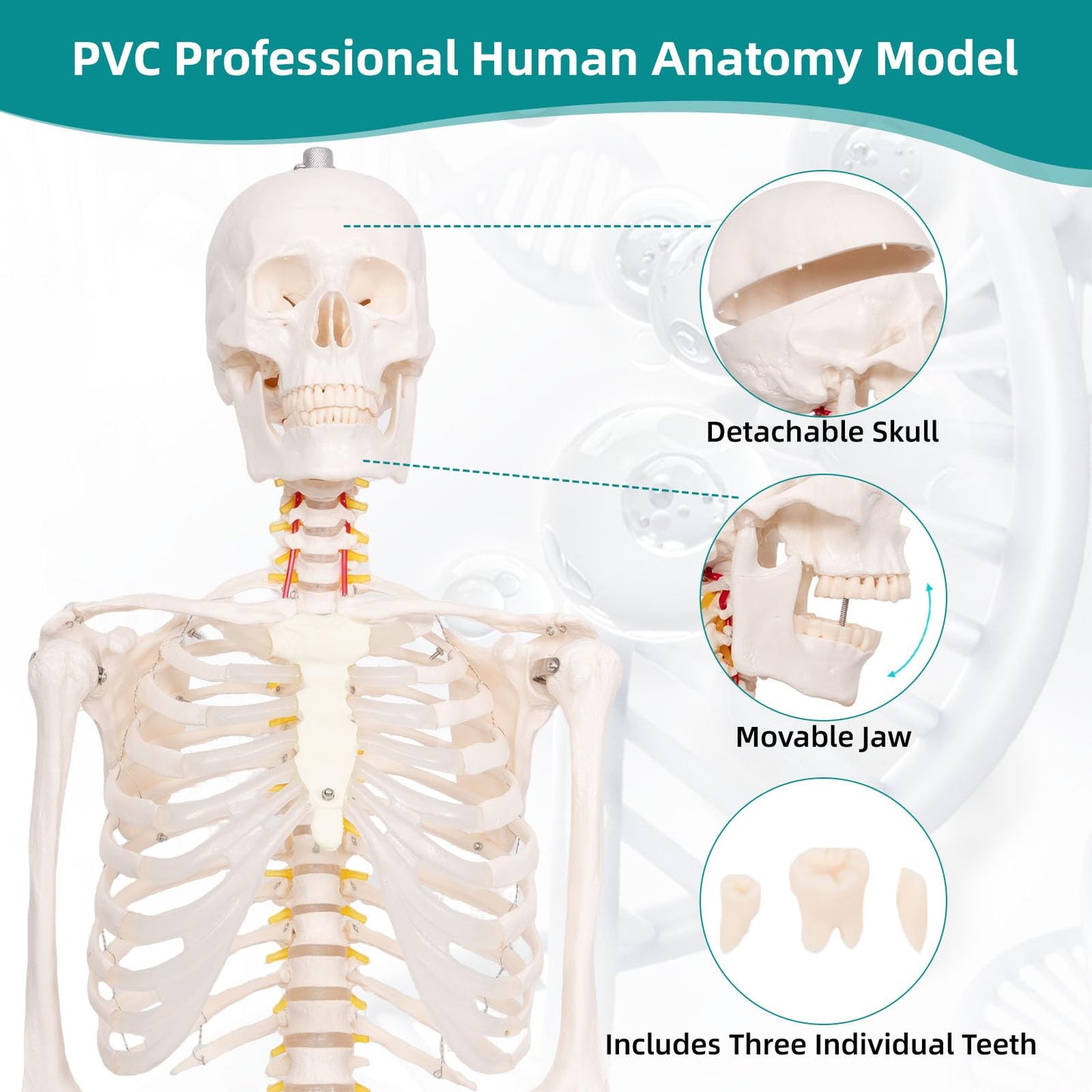 JVVMNJLK Life Size Human Skeleton Model 70.8" with Bendable Spine,Flexible Skeleton Anatomy Model W/Nervous System & Carotid Artery, Medical PVC Posable Skeleton on Rolling Stand for Study & Display