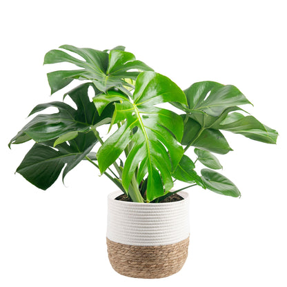 Costa Farms Monstera, Swiss Cheese Live Plant in Decorative Pot, Large Indoor Houseplant, Perfect for Home, Room, or Office Decor, Great House Warming or Birthday Gift, 2-3 Feet Tall