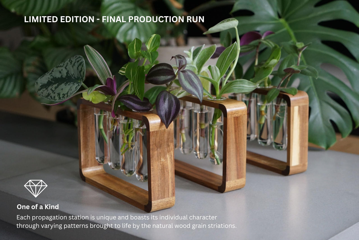 Source & Plot Plant Propagation Station - Acacia Wood Stand with 4 Glass Test Tubes, Tabletop Hydroponic Terrarium Planter Rack for Rooting & Houseplant Decor, Gift for Plant Lovers