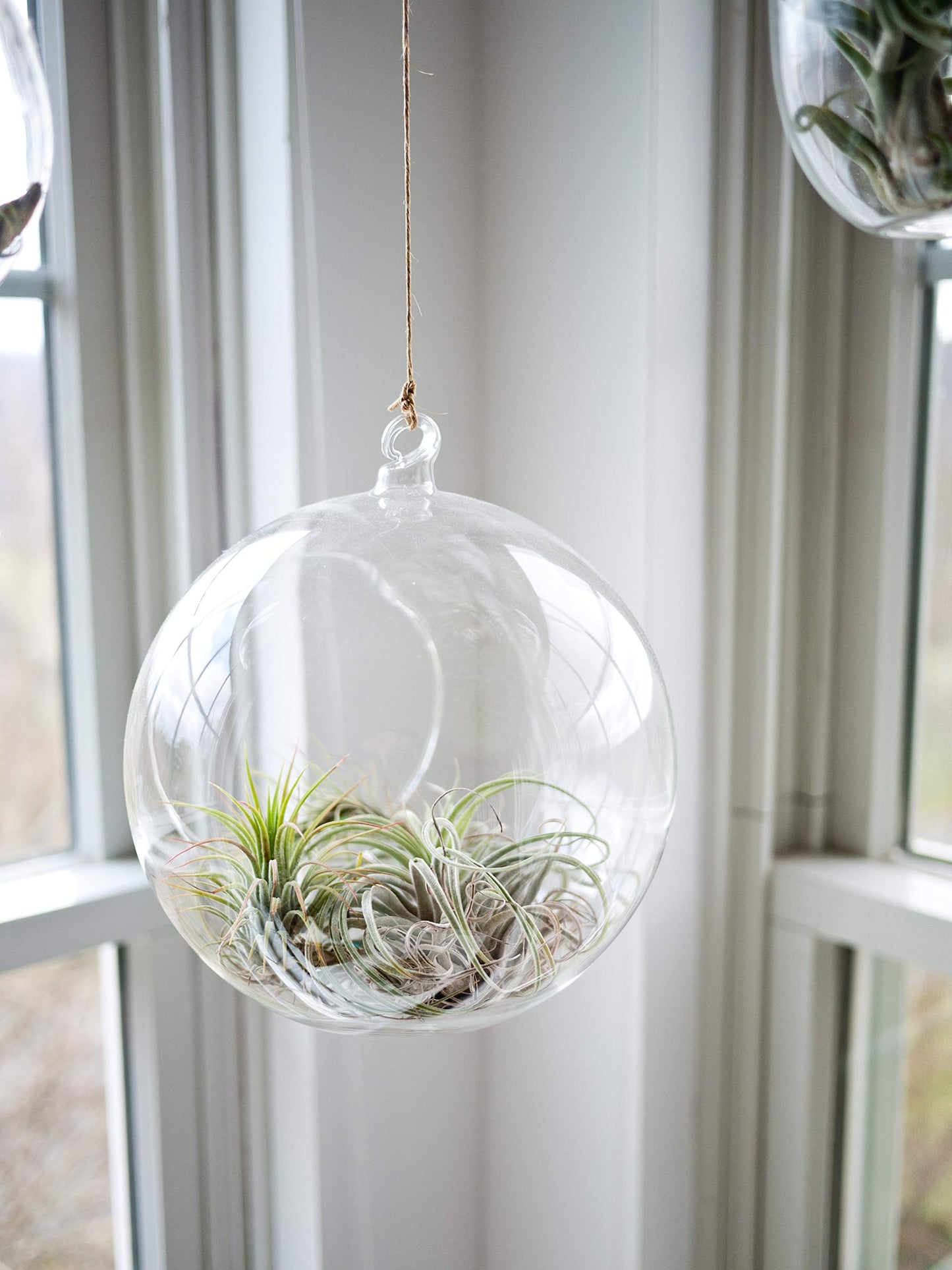 WGVI WGV Hanging Terrarium Globe, Width 8", Height 9", DIY Air Succulent Planter, Clear Glass Vase Orb with Flat Bottom, Candle Holder for Windowsill Outdoor Garden Decor, 1 Piece
