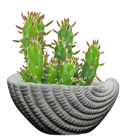 Classic Home and Garden Cement Seashell Planter, Cute Desk Decoration or Gift – Shell Planter w Drain Plug – Succulent Plant Pot for Indoor/Outdoor Beach Décor