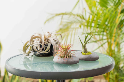 3 Pack Gray Ceramic Stone Holder with Assorted Air Plants - Live Tillandsia Succulent House Plant - Wholesale and Bulk - Home and Garden Decor - Easy Care Indoor and Outdoor Plant