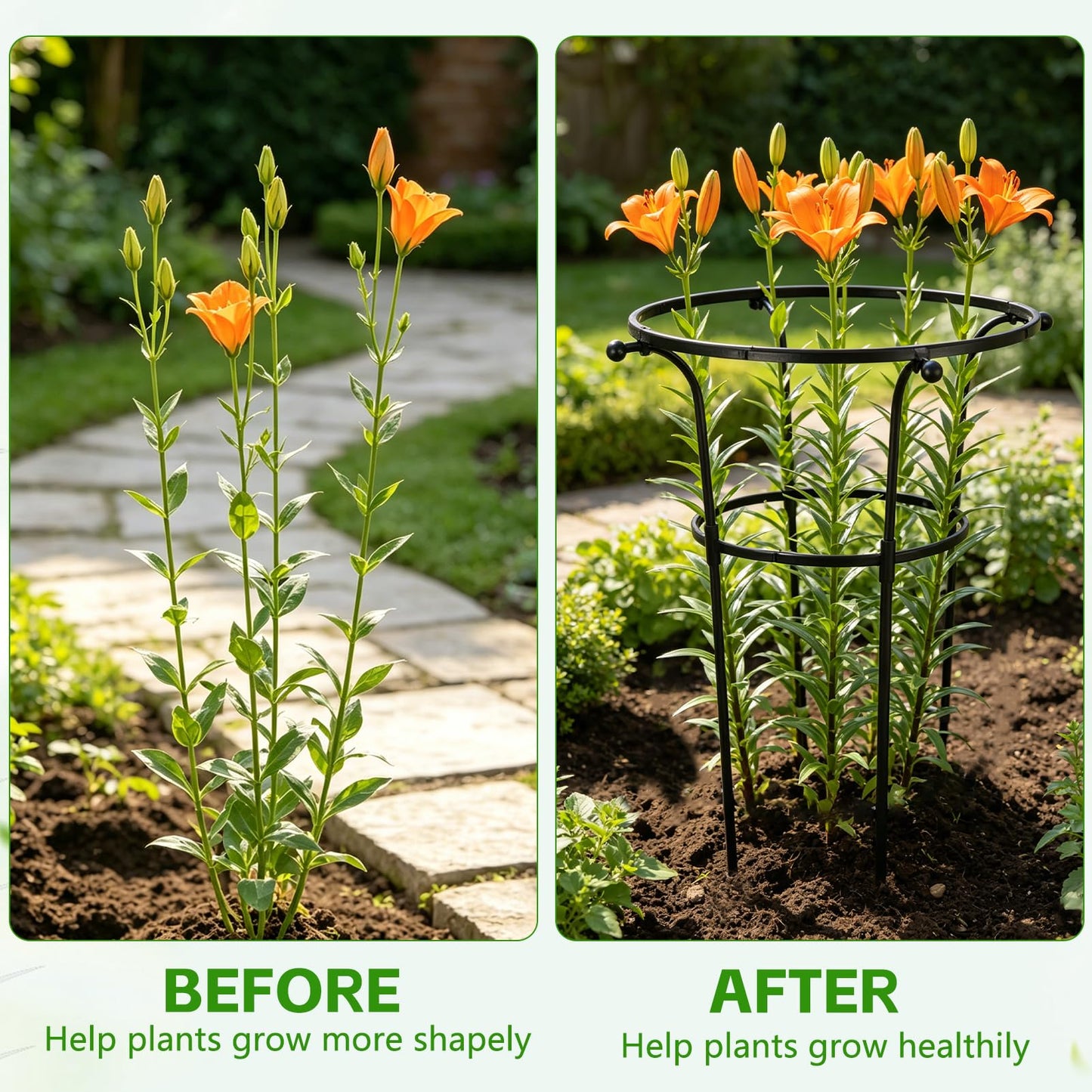 2 Pack Large Peony Cages and Supports, 26" H x 20" D Grow Through Plant Support Rings, Sturdy Garden Trellis, Plastic Rings with Stainless Steel Core Stakes for Peonies, Roses & Top-Heavy Blooms