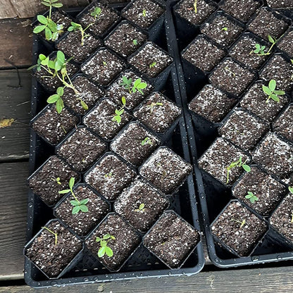 ZEONHAK 80 PCS 4 Inch Square Nursery pots, Plastic Seedling Seeds propogation Growing Pots with Trays, Post Plastic Thick Seed Start Germination for Seedling Flower, Plants, Succulents