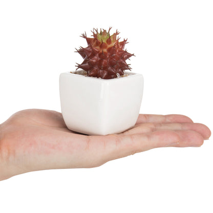 MyGift Assorted Artificial Red Succulent Plants, Mini Fake Desert Plants in White Square Pots, Set of 3