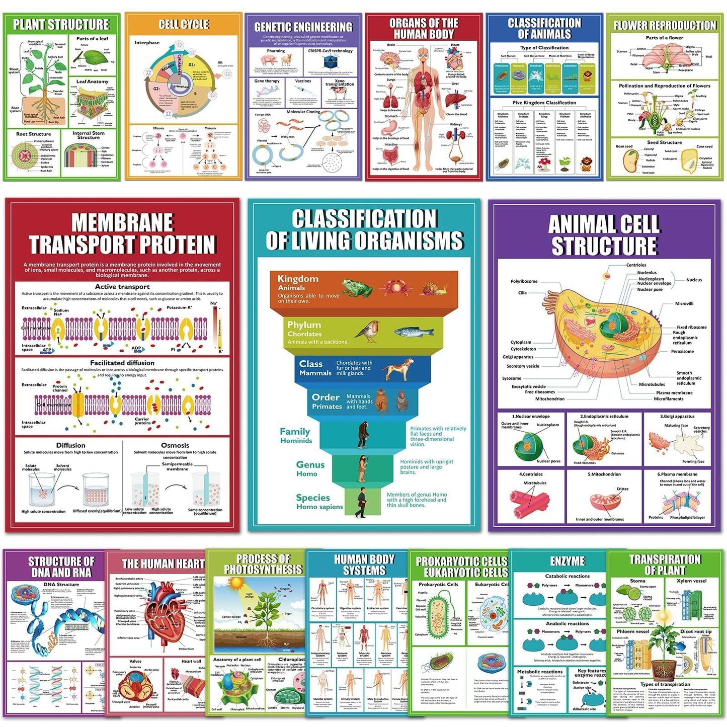 EggSun 16 Pcs Biology Science Posters for High School Classroom Decorations, 11 x 16in Life Science Poster Charts for Teachers Middle School Supplies Education Classroom Bulletin Board Wall Decor
