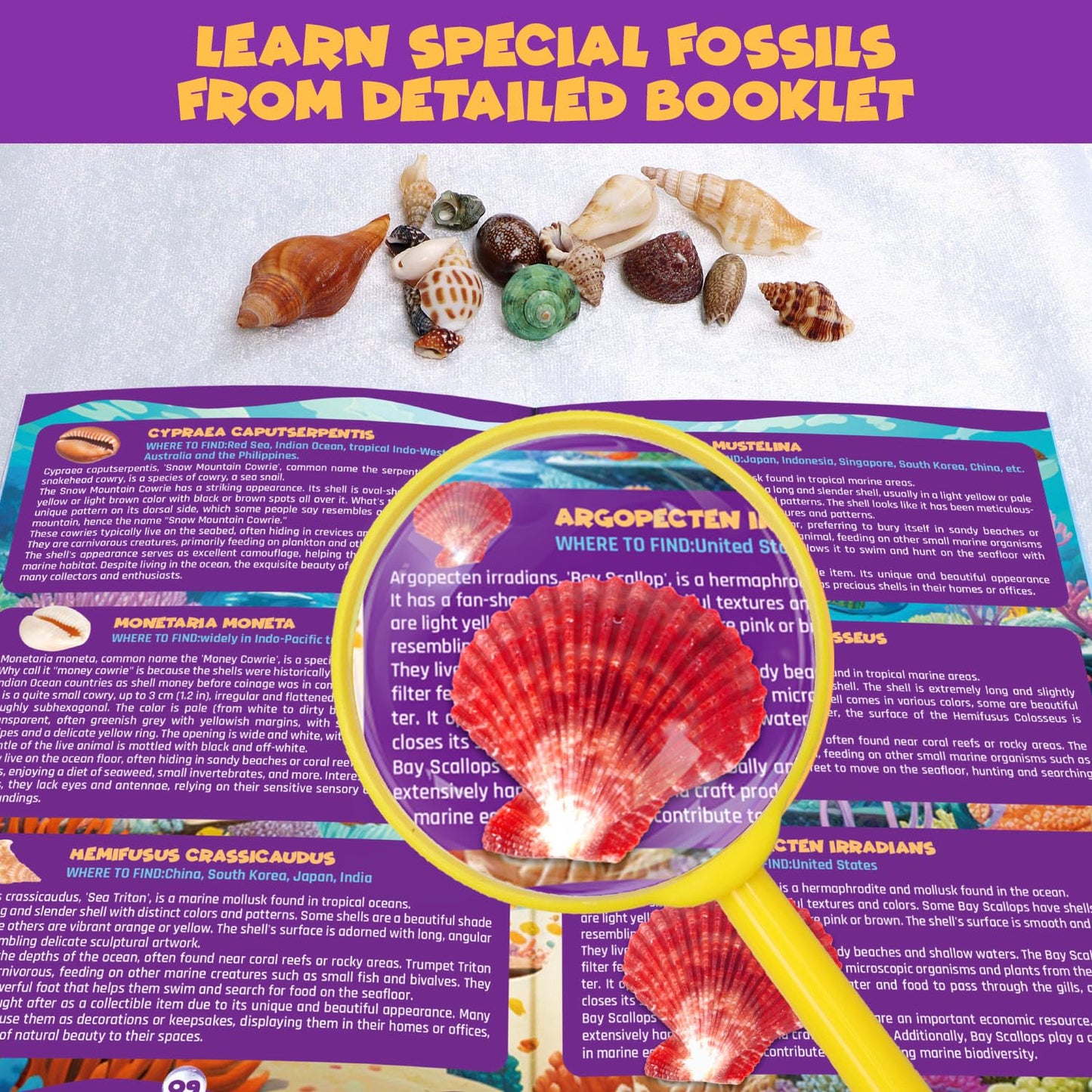 PIBEX Ocean Fossil Dig Kit, Dig up 20+ Real Shells & Seasnails, STEM Educational Activity Set Sea Creatures Excavation Toy for Kids, Marine Biology Geology Science Kit, Gift for Boys and Girls Age 6+