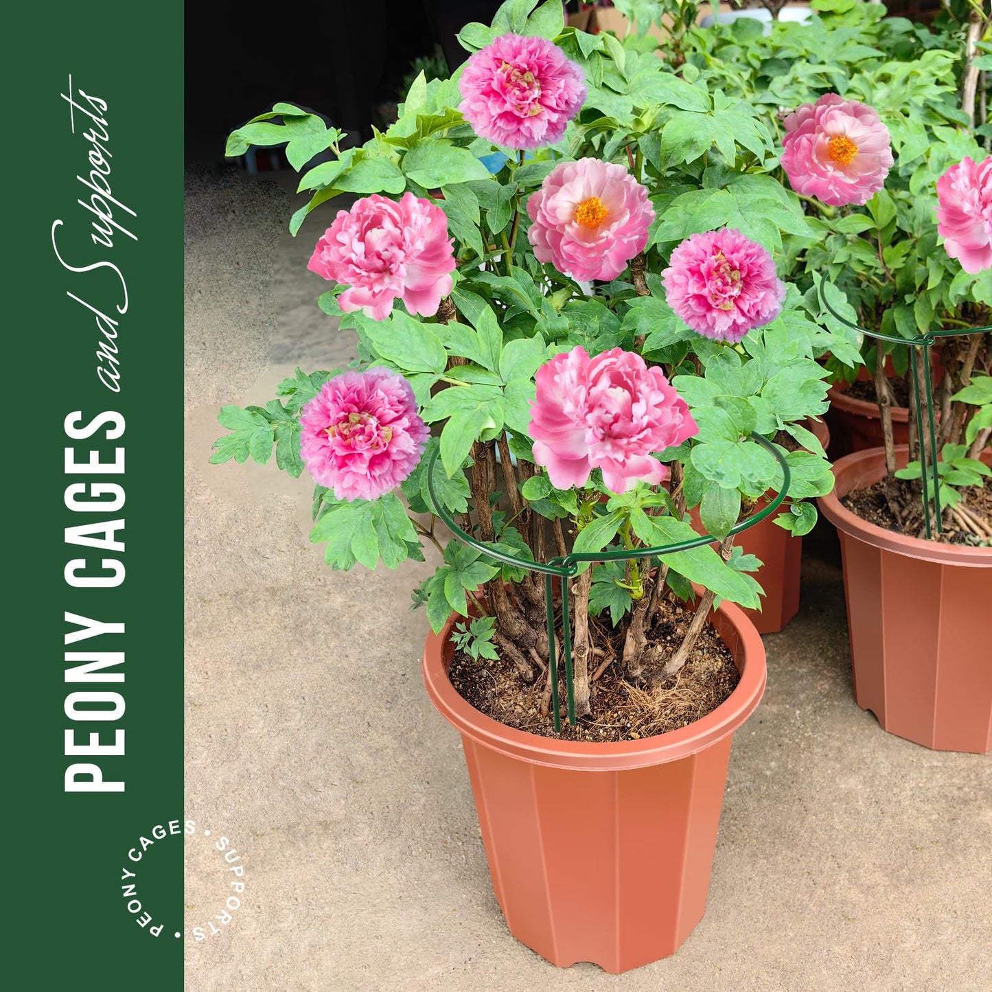 LEOBRO 6 Pack Plant Support Plant Stakes, Peony Cages and Supports, Metal Garden Stakes Plant Supports, Plant Support Stakes for Peony, Tomato, Hydrangea, Indoor Outdoor Plants, 10" W x 15.8" H