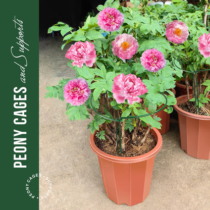 LEOBRO 6 Pack Plant Support Plant Stakes, Peony Cages and Supports, Metal Garden Stakes Plant Supports, Plant Support Stakes for Peony, Tomato, Hydrangea, Indoor Outdoor Plants, 10" W x 15.8" H
