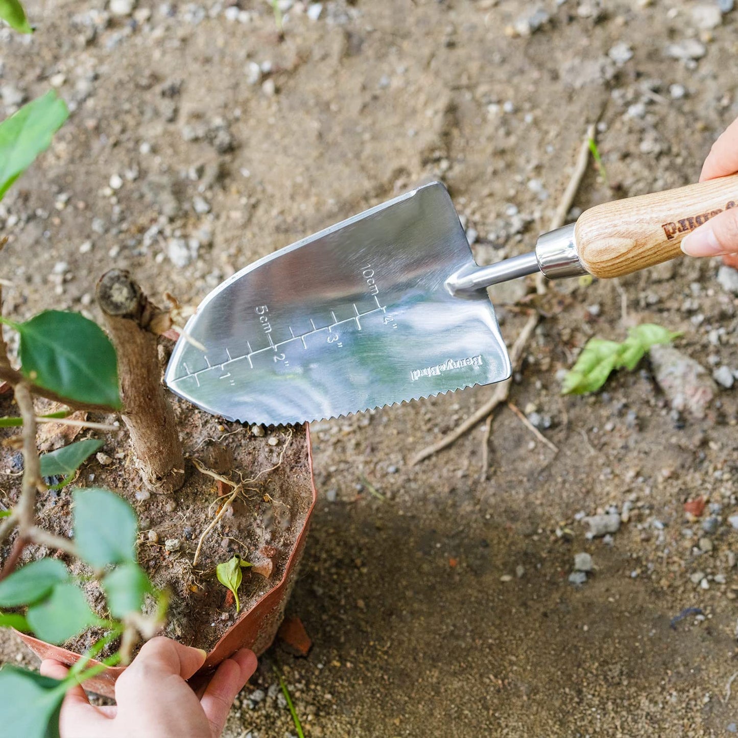 Berry&Bird Garden Serrated Planting Trowel, Multifunctional Shovel with ash Wood and Stainless Steel Digging Trowel Transplanter
