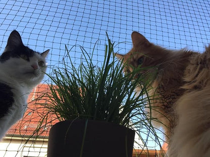 Cat Netting Balcony 10 * 13ft Pet Mesh Fence for Balcony Black Nylon Balcony Netting for Pets Anti-Fall Cat Net for Balcony and Windows
