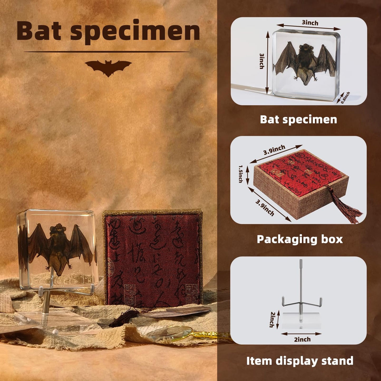 Taxidermy Bat, Real Bat Specimens Animal Specimen in Resin with Acrylic Base Display Stand for Science Classroom Science Education.Gothic Gift for Fans of Taxidermy, Animal Skull, Oddities, Biology