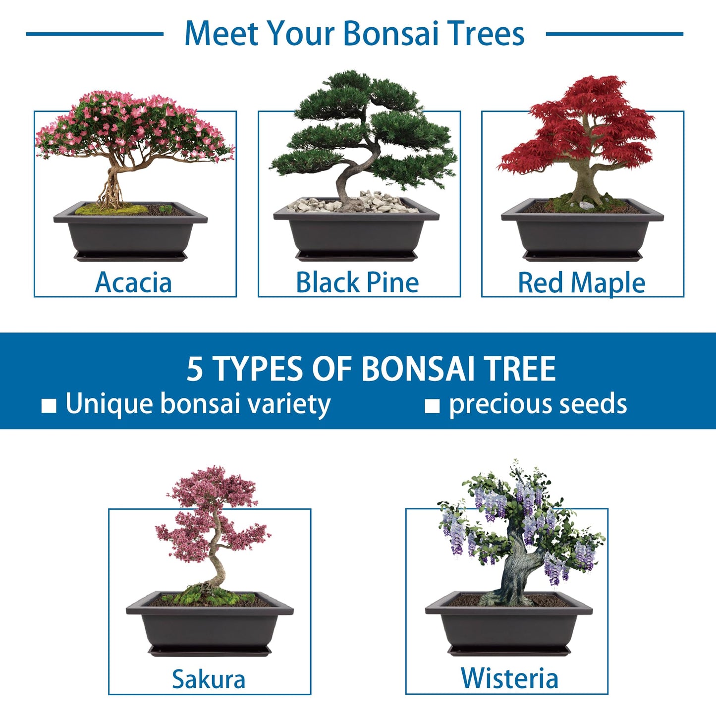 Sproutix Bonsai Starter Kit, 5 Seeds Growing into Acacia, Wisteria, Sakura, Red Maple and Black Pine, Including Complete Gardening Tools with A Gift Box for Men Women Beginners