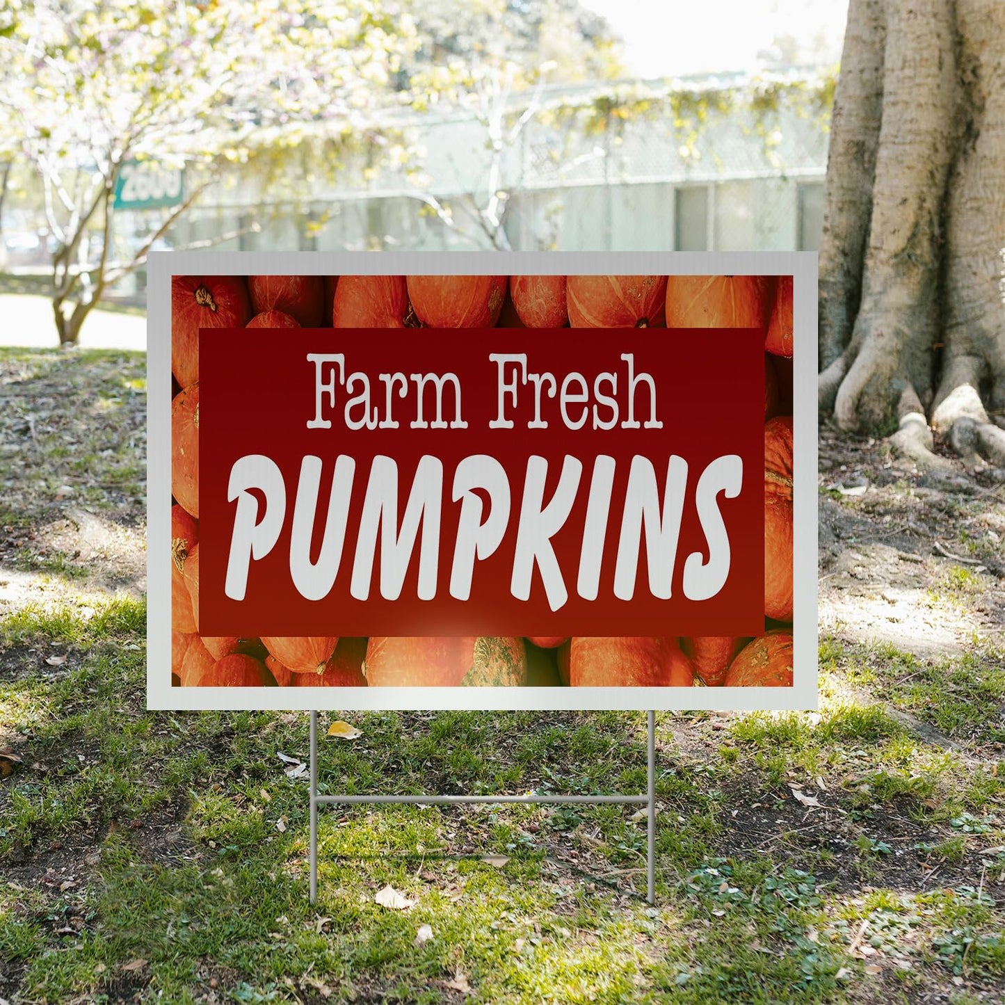 Farm Fresh Pumpkins Yard Sign 2 Pack of 12 Inch x 16 Inch Double Sided Weatherproof Heavy-Duty Plastic with Stake | Seasonal Favorites, Local Farms, Freshly Picked | Made in USA