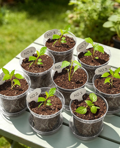 homenote 6.7 Inch Clear Nursery Pots 14 Pack with Drainage and Plant Saucers, Rigid High Transparency Plastic Nursery Pots for Plants,Thick Walled Planter Nursery Pots with Upgraded Drainage Holes