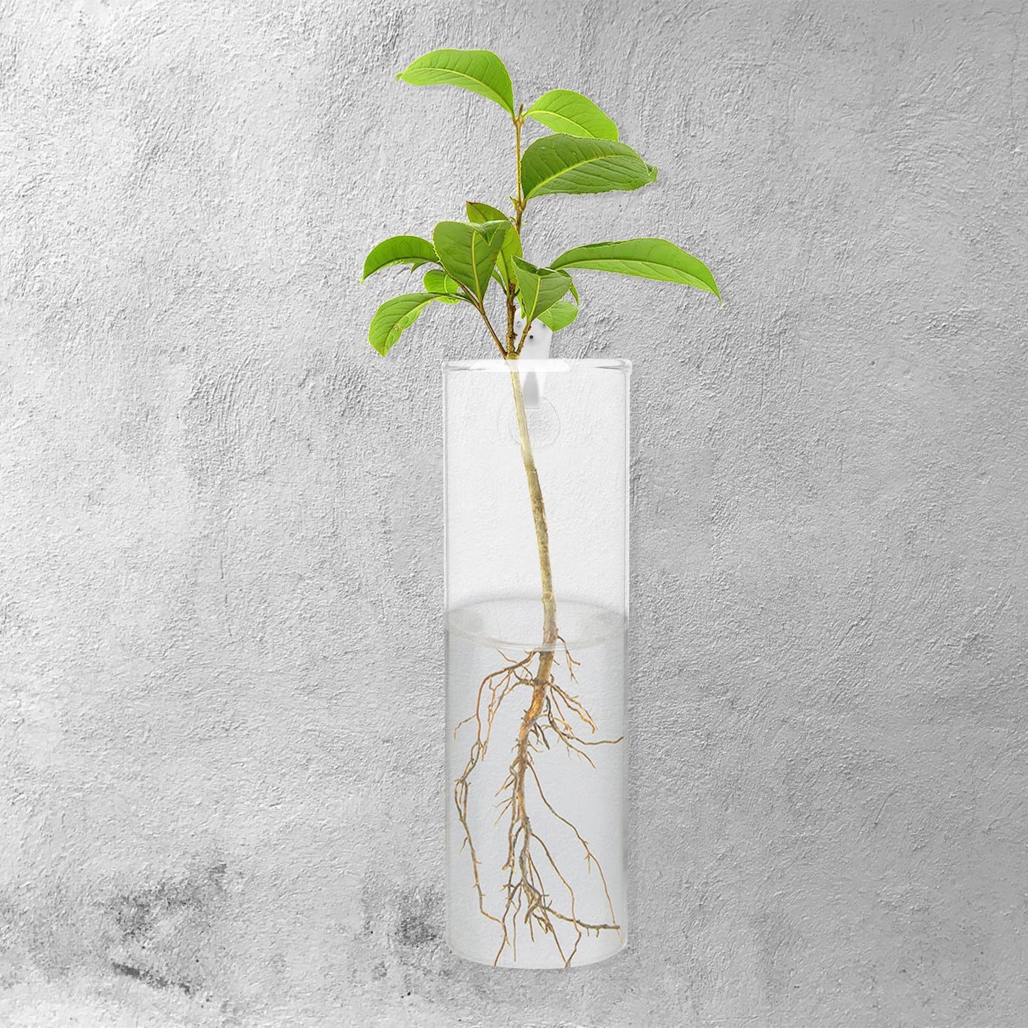 Amosfun Glass Hanging Planter Wall Vase Set, Large Cylindrical Hydroponic Glass Flower Vases with Crystal Mud and No-Trace Nails, Wall-Mount Terrarium for Indoor and Outdoor Plant Decor