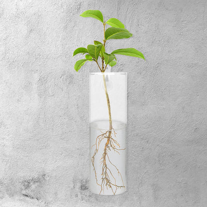 Amosfun Glass Hanging Planter Wall Vase Set, Large Cylindrical Hydroponic Glass Flower Vases with Crystal Mud and No-Trace Nails, Wall-Mount Terrarium for Indoor and Outdoor Plant Decor