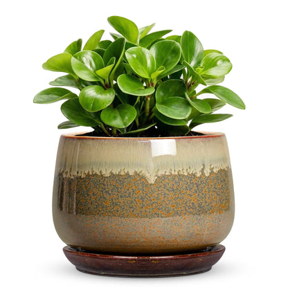 Fivepot 6 Inch Plant Pot - Ceramic Pots for Indoor Plants, Round Small Succulent Planter with Drainage and Saucer, Decorative Flower Pot, Office Room Decor, Gifts for Plant Lovers, Brown-Beige