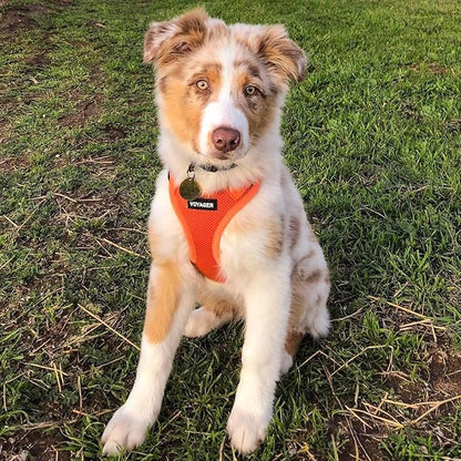 Best Pet Supplies Voyager Step-in Air All Weather Mesh Harness and Reflective Dog 5ft Leash Combo with Neoprene Handle, for Small, Medium and Large Breed Puppies - Orange, XX-Small