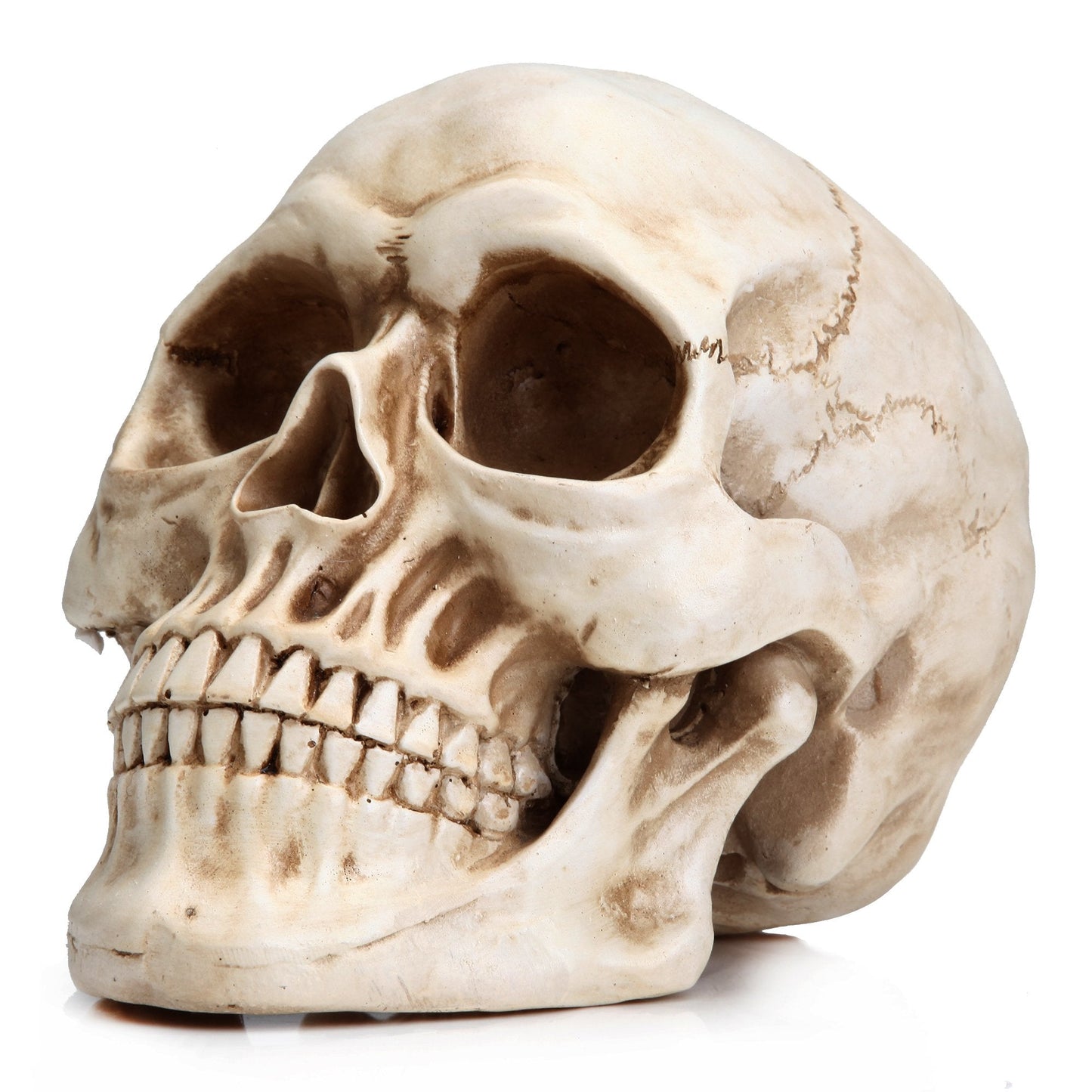READAEER Life Size Resin Skull, Large Size Adult Skull Head Model for Home Decoration, Halloween Skull Statue, Human Skull Head Model (White)